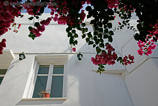 red-bougainvillea-n-window-2.jpg