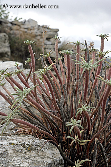 plant-in-rocks.jpg