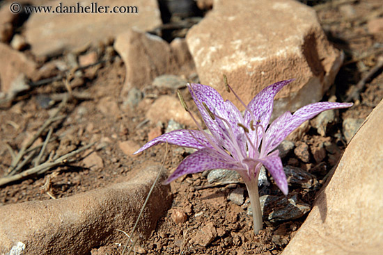 purple-plant-in-rocks.jpg