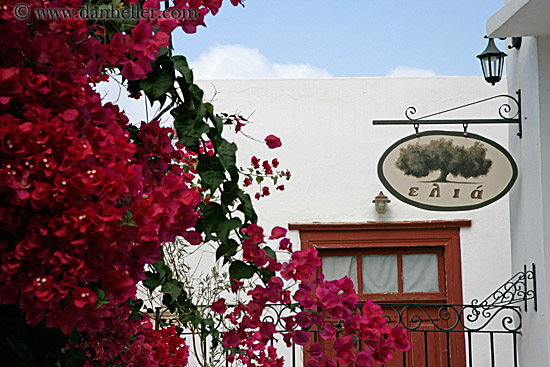 red-bougainvillea-n-sign.jpg