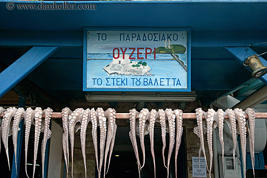 octopus-w-sign.jpg