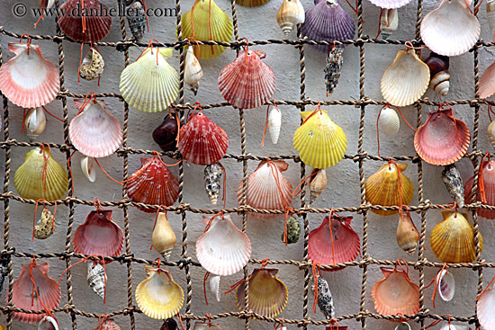 shells-in-net-2.jpg
