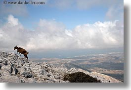 climbing, europe, goats, greece, horizontal, mountains, naxos, scenics, photograph