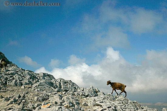 goats-climbing-mtn-2.jpg