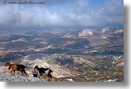 climbing, europe, goats, greece, horizontal, mountains, naxos, scenics, photograph