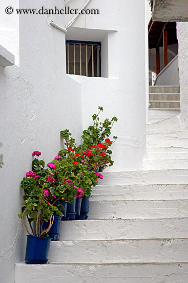 potted-flowers-on-stairs.jpg