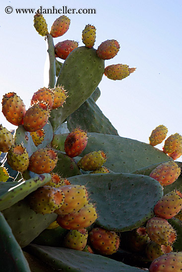 prickly-pear-cactus.jpg