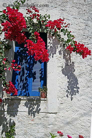 red-bougainvillea-n-blue-window-1.jpg