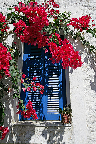 red-bougainvillea-n-blue-window-2.jpg