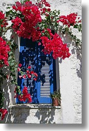 blues, bougainvilleas, europe, flowers, greece, red, tinos, vertical, white wash, windows, photograph