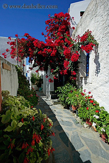 red-bougainvillea-n-flowery-alley.jpg