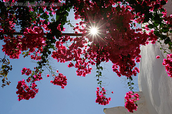 red-bougainvillea-w-sun-upview.jpg