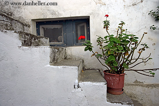 red-geraniums-on-stairs.jpg