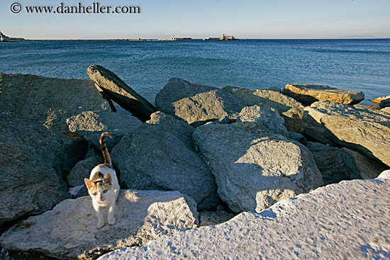 kitty-on-rocks-w-ocean-view.jpg