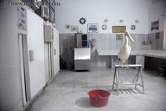 pelican-in-clean-room-1.jpg