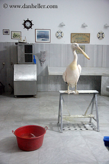 pelican-in-clean-room-2.jpg