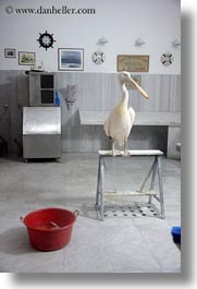 clean, europe, greece, pelicans, rooms, tinos, vertical, photograph