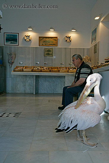 pelican-n-man-in-shop.jpg