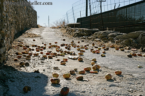 prickly-pears-on-road.jpg