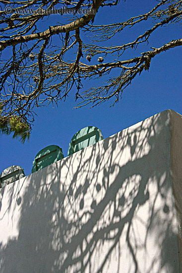 tree-branches-n-shadows.jpg