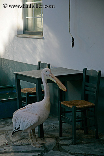 white-pelican.jpg