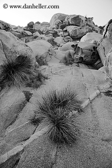 weed-in-rock-3-bw.jpg