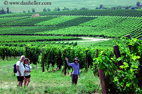 waving-from-vineyards-1.jpg