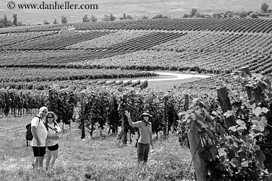 waving-from-vineyards-1-bw.jpg