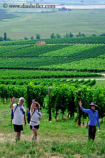 waving-from-vineyards-2.jpg