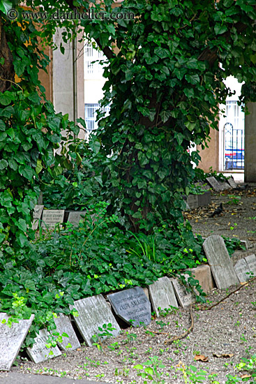 tree-ivy-n-graves-1.jpg