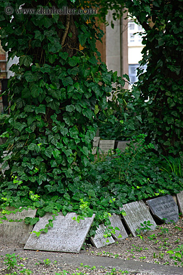 tree-ivy-n-graves-2.jpg