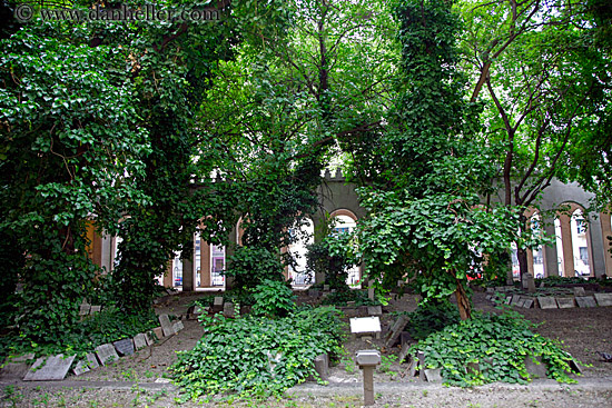 tree-ivy-n-graves-3.jpg