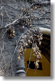 arches, budapest, buildings, dead, europe, exteriors, hungary, ivy, jewish, leaves, religious, synagogue, vertical, photograph