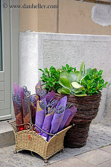 rolled-up-lavender.jpg