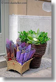 budapest, europe, hungary, lavender, rolled, vertical, photograph