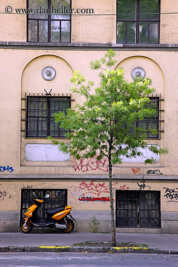 tree-n-motorcycle.jpg