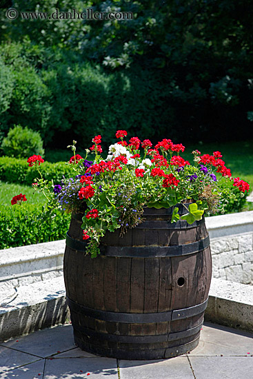 barrel-of-geraniums-1.jpg