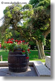 images/Europe/Hungary/GrofDegenfeldCastleHotel/barrel-of-geraniums-2.jpg