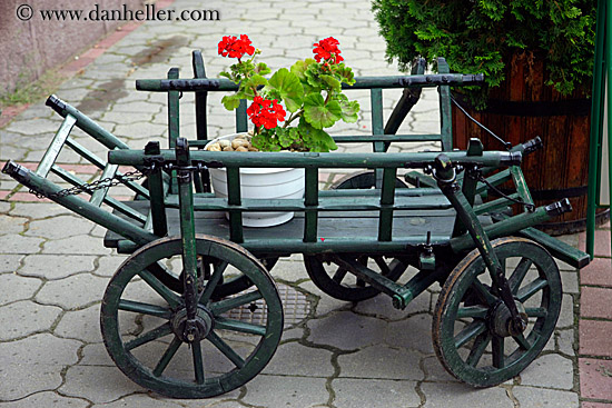 geraniums-on-small-cart.jpg