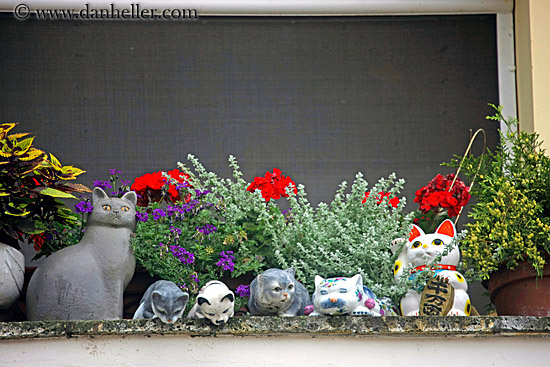 porceline-cats.jpg
