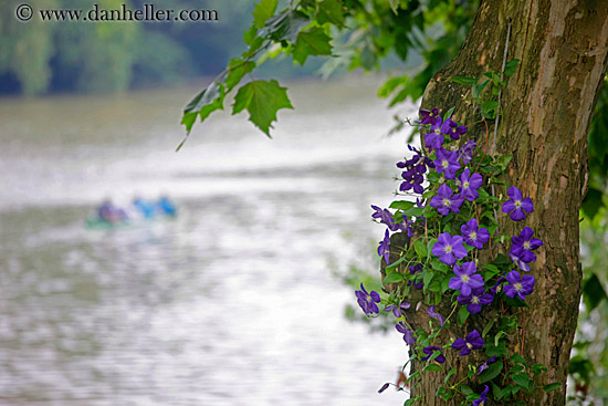 purple-flowers-on-tree-1.jpg