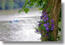 europe, flowers, horizontal, hungary, purple, tarcal, trees, photograph