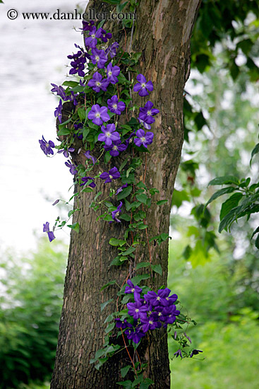 purple-flowers-on-tree-2.jpg