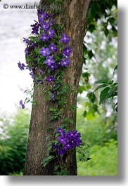 europe, flowers, hungary, purple, tarcal, trees, vertical, photograph