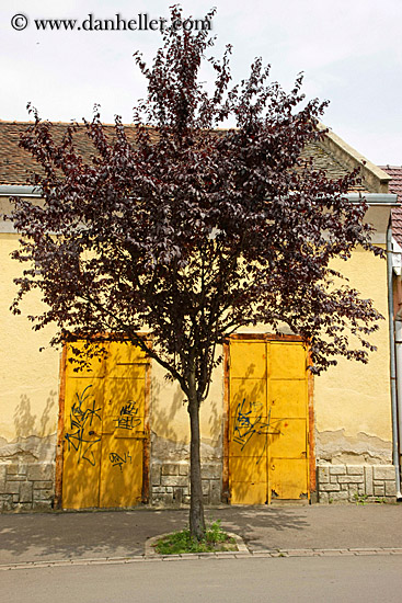 purple-tree-n-yellow-doors.jpg