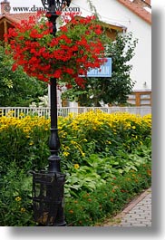images/Europe/Hungary/Tarcal/Flowers/red-flowers-on-lamp_post.jpg