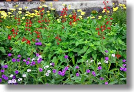 europe, flowers, horizontal, hungary, purple, red, tarcal, yellow, photograph