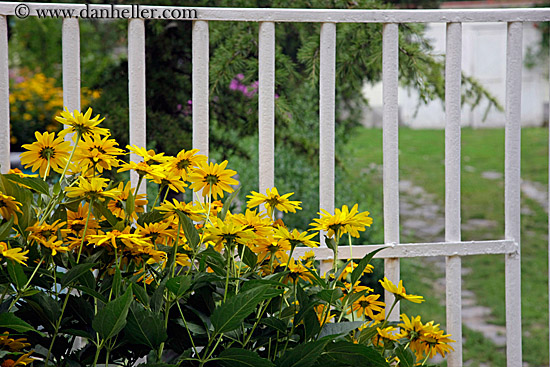 yellow-flowers.jpg