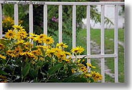europe, flowers, horizontal, hungary, tarcal, yellow, photograph