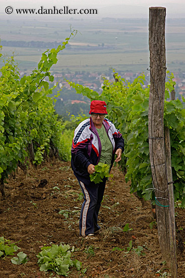 woman-picking-picking-grapes-1.jpg
